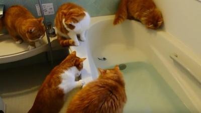 【動画】おもちゃの魚を狙ってお風呂に落ちてしまった猫 画像