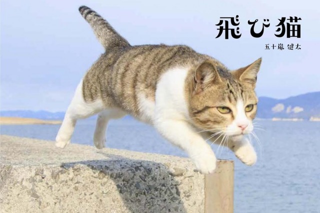 『飛び猫』写真展が開催！「春の飛び猫写真展　全国巡回」栃木・福島・京都の3都市で！ 画像