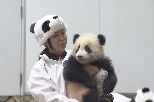 Nスペで「奇跡のパンダファミリー」放送...ジャイアントパンダの出産や育児に密着 画像