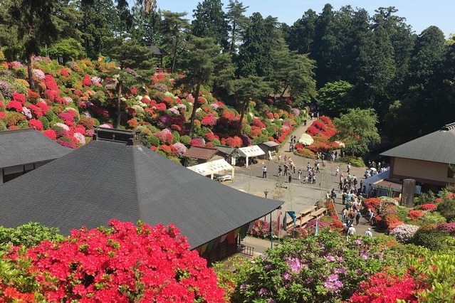 約2万本のつづじが斜面に！火渡り荒行も 画像