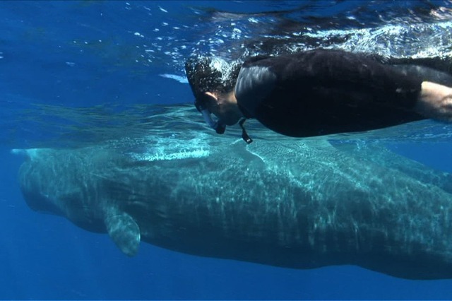 的場浩司、立って眠るマッコウクジラとのゲキレア2ショット撮影に挑戦 画像