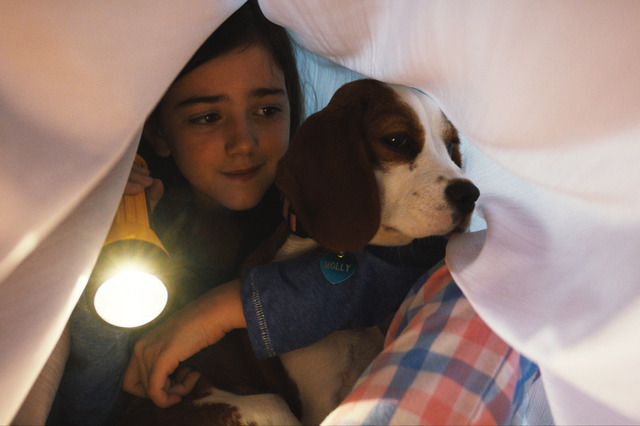 犬ベイリーの一途な姿描いた映画『僕のワンダフル・ジャーニー』 本編映像公開 画像