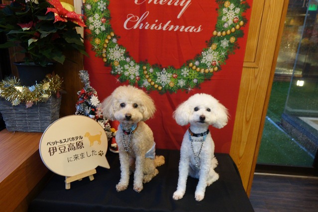 犬優先で考えられたホテル「ペット＆スパホテル 伊豆高原」宿泊レポート 画像