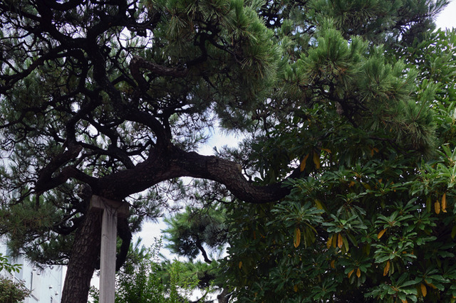 SEVENTEEN、写真集『IDEAL CUT』JAPAN EDITIONが12月14日発売 画像