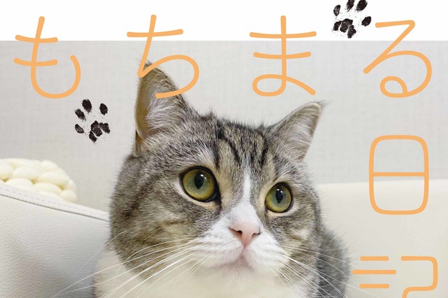 世界一の猫になった人気YouTubeチャンネル「もちまる日記」新作カレンダー発売決定 画像