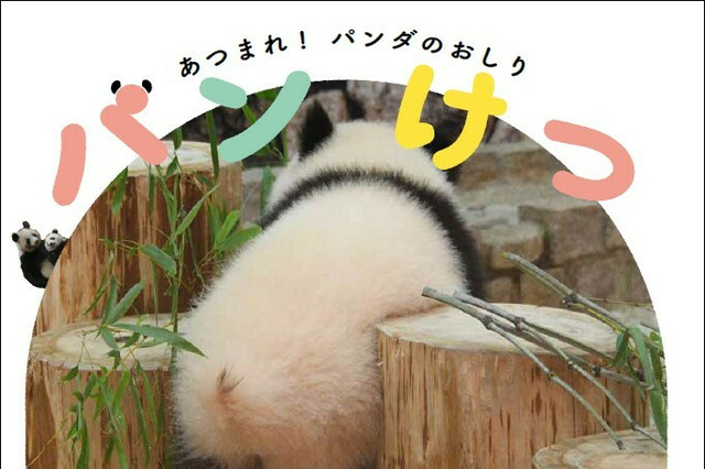 1冊まるごとパンダのおしり写真ばかり!写真集『パンけつ』発売 画像