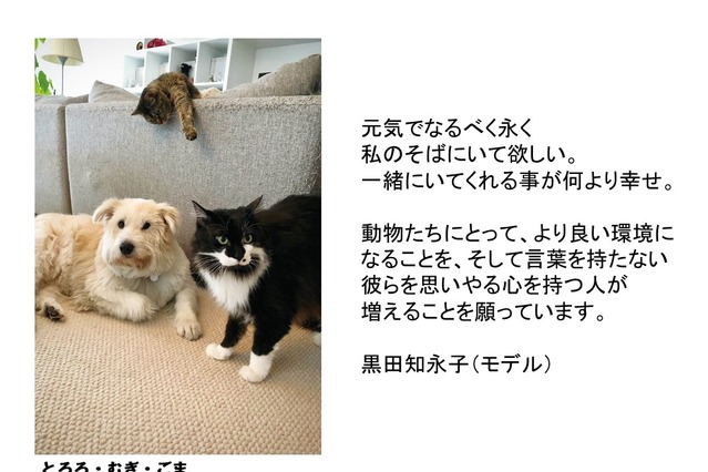 パナソニック、「保護犬猫譲渡会」開催！来場時にステッカーがもらえるSNSキャンペーンも 画像