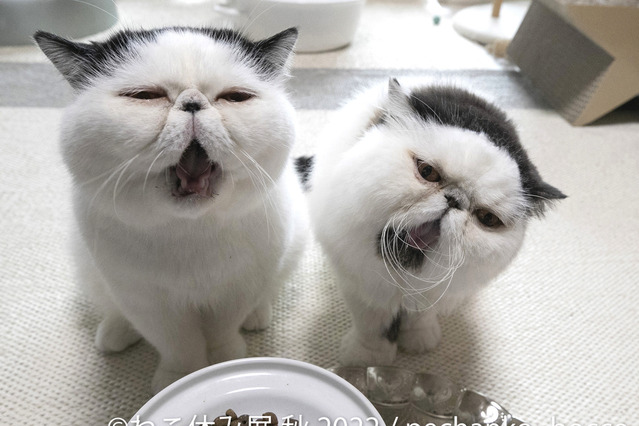 「ねこ休み展」秋の新作展が名古屋で17日から開催 画像