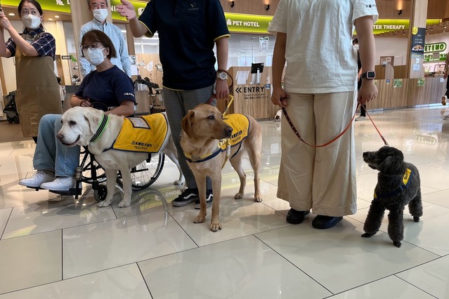 補助犬の認知向上目指す!イオンモールで歩行デモンストレーション 画像