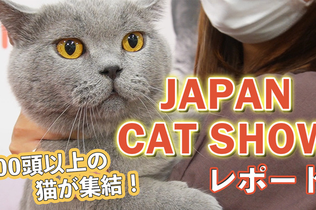 【JAPAN CAT SHOW 2022】200頭以上が集結!「キャットショーエキシビジョン」で1位となった猫は? 画像