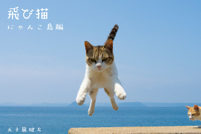 猫たちの島暮らしを収録した 「飛び猫　にゃんこ島編」が発売決定 画像