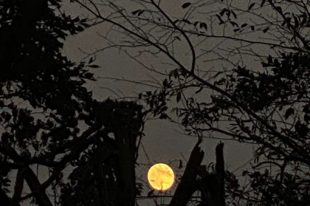 高橋メアリージュン、誕生日を迎えたことを報告「珍しい皆既月食の日に35歳の誕生日を迎えました」 画像