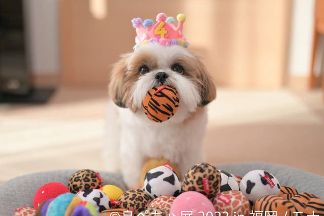 鼻ぺちゃ犬の写真＆物販店「鼻ぺちゃ展」が2023年も開催決定 画像