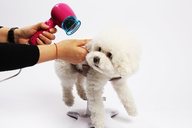 シャンプーも楽々！ペット専用チェアが使いやすくなって登場 画像