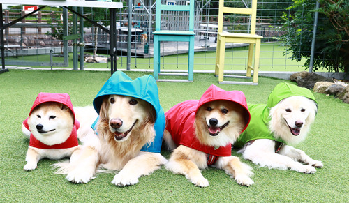 雨天散歩する愛犬写真をインスタに！デロリアンズが「楽しい雨の日散歩」キャンペーンを実施 画像