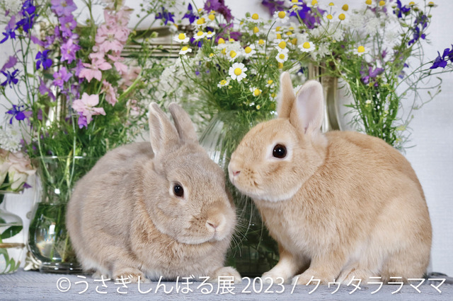 過去最大規模「うさぎしんぼる展 2023」が今秋開催!巡回展も決定 画像