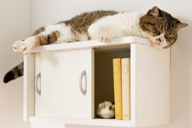 猫も人も快適！ディノス、「収納棚としても使えるキャットステップ」を改良＆発売 画像