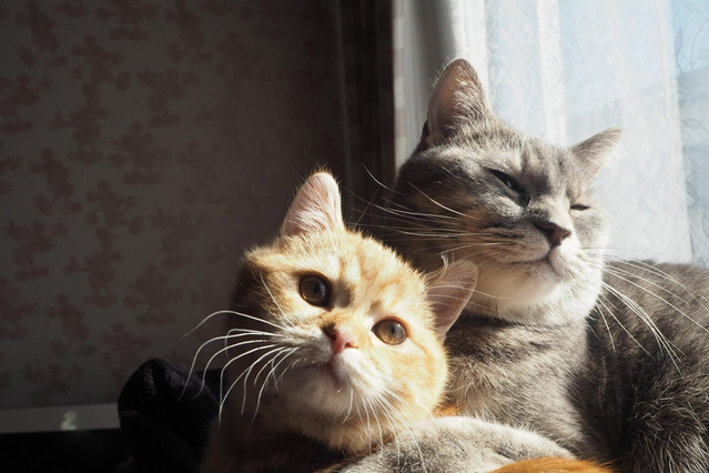 「ねこ休み展」秋の新作巡回展が名古屋で開催！初登場のスター猫たちも 画像