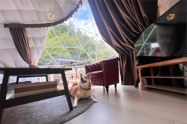 滋賀のグランピング「フューチャーリゾート」が愛犬宿泊OKの部屋をオープン 画像