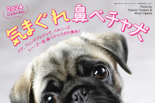 鼻ペチャ犬好き注目！「気まぐれ鼻ペチャ犬カレンダー」が新発売 画像