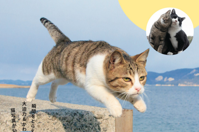 五十嵐 健太「飛び猫写真展」が東武宇都宮で開催 画像