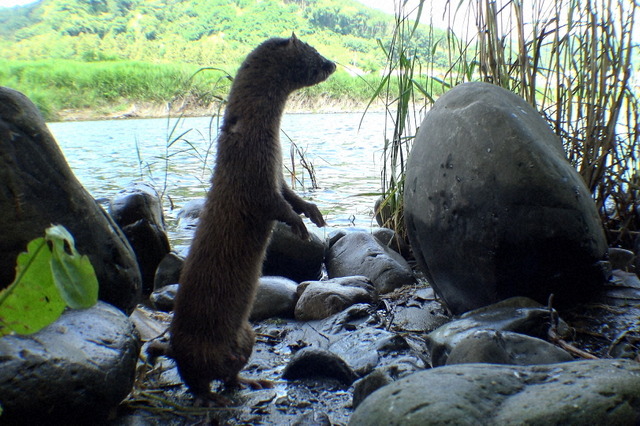 多摩川のアイドル！？ニホンイタチの子育て世界初撮影…『ダーウィンが来た！』 画像