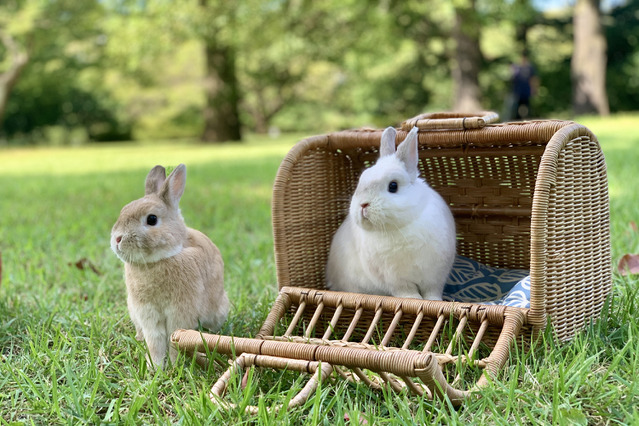 動員数25万人超え！ルクア大阪で「うさぎしんぼる展」が1年ぶりに開催 画像