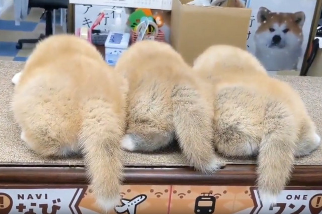 「可愛すぎて困る」「こりゃたまらん」職員によるもふもふ秋田犬の投稿が話題……「秋田犬会館」公式X 画像