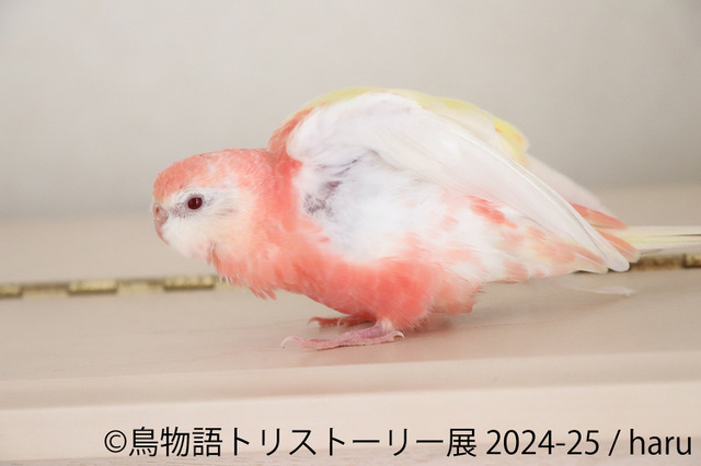 3年ぶり東京開催！過去最大規模の「鳥物語トリストーリー展」年末年始に開催 画像