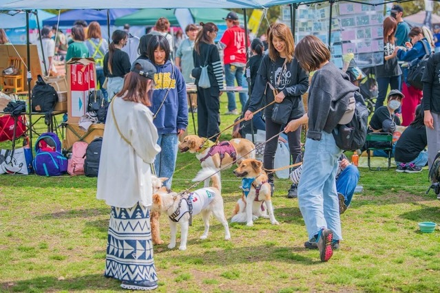 たくさんの保護犬と出会えるイベント「ワンボナ2025」が8日に臨港パークにて開催! 画像