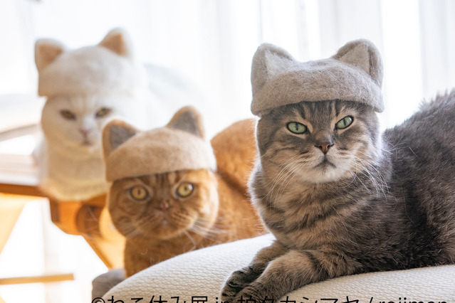 10周年記念！特別な「ねこ休み展」今月末より開催 画像