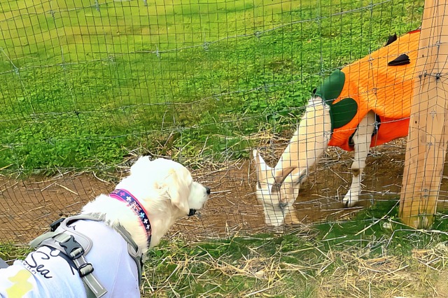 那須千本松牧場、ドッグラン移設でさらに快適に！GWのおでかけは愛犬と一緒に 画像