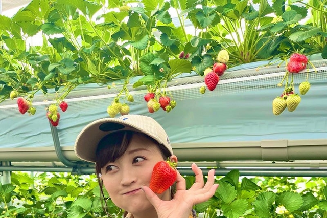 小松彩夏、いちご狩り＆いちごスイーツ堪能！「甘くて新鮮な苺をお腹いっぱいいただきました」 画像