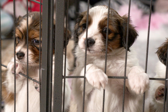 大谷翔平の愛犬・デコピンでお馴染み“コーイケルホンディエ”の驚くべき能力とは!? ハイタッチの再現にも挑戦 画像