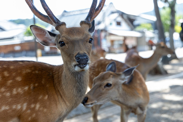 日テレ、シカ報道に「確認が取れた情報をお伝えしたもの」 画像