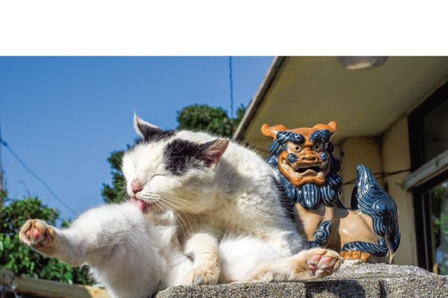 NHK「世界ネコ歩き」で有名な岩合光昭氏の写真展が開催！“ご当地ねこ”たちの約140点の写真が展示 画像