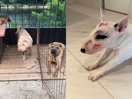 愛犬の顔に“落書き”で批判されるも…韓国スターの動物虐待疑惑、いつも後味悪く終わるワケ