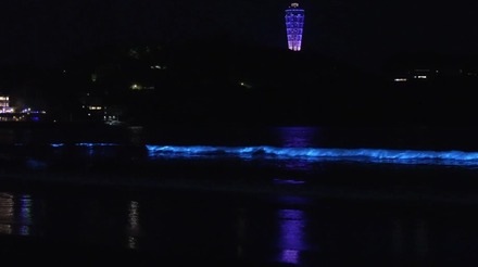 画像は新江ノ島水族館公式Xより（掲載許可をもらっています）