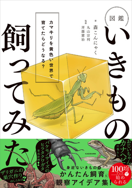 『図鑑いきもの飼ってみた カマキリを黄色い世界で育てたらどうなる？』（KADOKAWA）