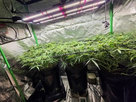 薬物汚染が深刻な韓国、住宅街に“大麻農場” ヒップホップ歌手ら12人起訴