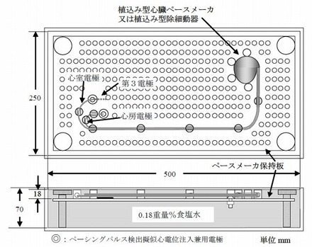 試験で用いた人体ファントムの構成