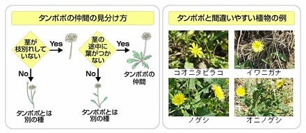 タンポポの見分け方