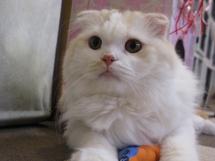 ニコニコ生放送「にゃんこの城~ネコがカワイイ!100の理由~」
