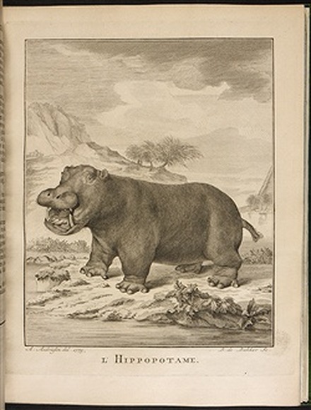 1700年代発刊のビュフォンの「The Natural History of the Hippopotamusor River horse」