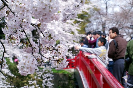 花見（イメージ）