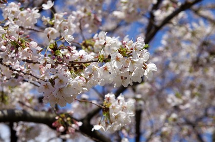 7分咲まできた日比谷公園の桜