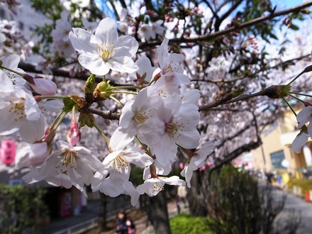 すっかり満開となった桜