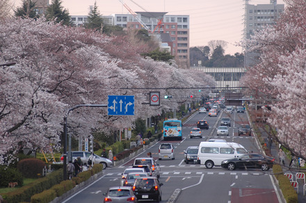 国立市の桜