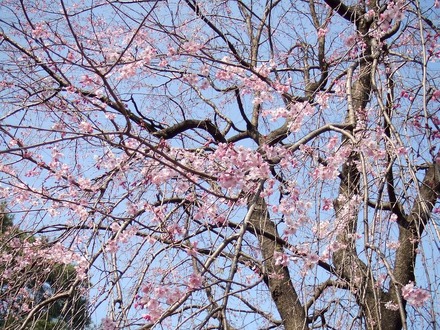 桜の木の下には…（明るいうちに撮影）
