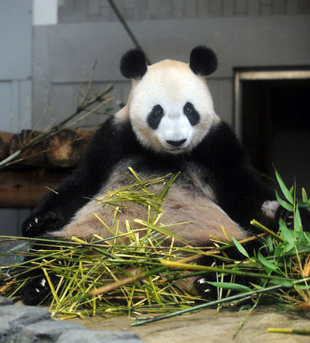 上野動物園のジャイアントパンダ「シンシン」